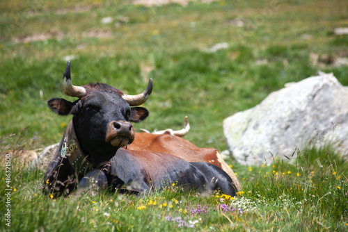 Vache montagnardes de la race d'Hérens dans un alpage du Valais Suisse