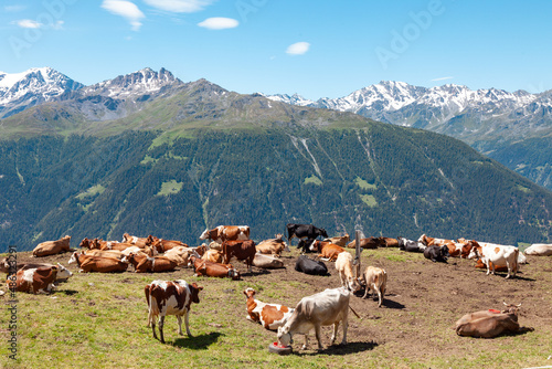 Troupeau de vaches laitières dans un alpage en Valais des Alpes suisses