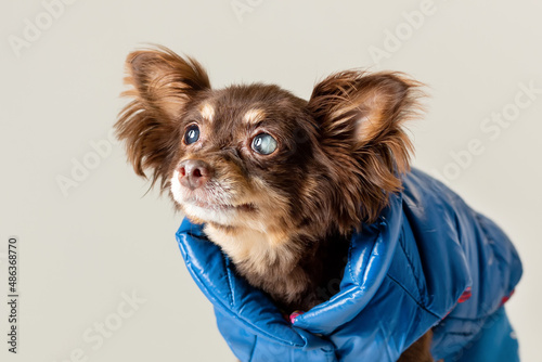 Small old purebred dog of toy terrier breed has problem with partly blind cataract eyes.