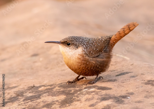 A close-up of a canyon wren sitting on a rock. 