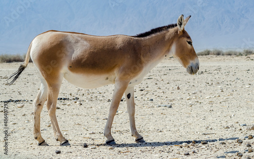 Onager is semi-domesticated donkey, inhabits nature reserve parks in the Middle East