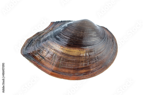 A fresh mussel on a white background
