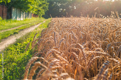 A field of ripe wheat and a dirt road. Beautiful sunny warm light. Selective focus. The business of growing wheat on a private farm.