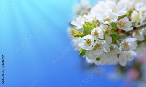 White cherry flowers isolated on blue sky background.
