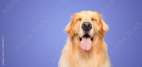 happy golden retriever dog smiling with closed eyes open mouth purple background studio shot