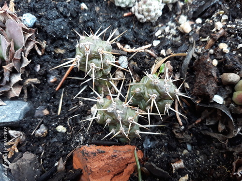 Opuntia fragilis cv. Föhr opuncja kaktus