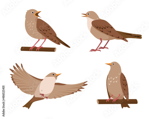 Set of Nightingale birds in different poses isolated on white background. Collection of nightingales icons vector illustration.