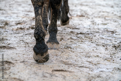 Horse hooves covered in mud walking