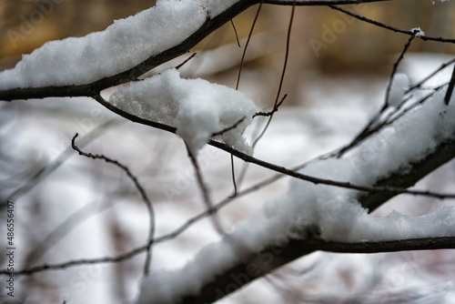 Fluiffy snow covering bare tree branches with blurred background.