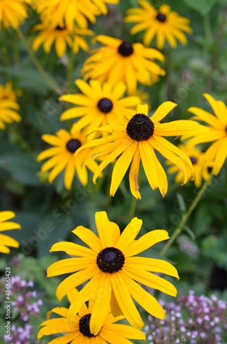 Rudbekia błyskotliwa, Rudbeckia fulgida, bylina