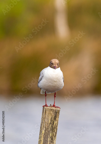 mouette sur son promontoire 