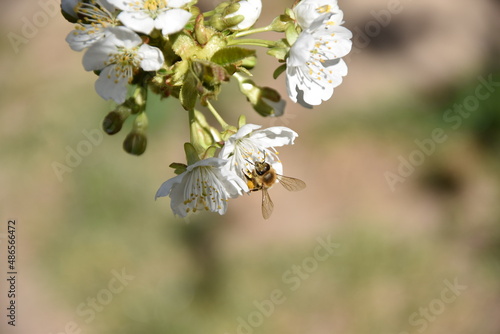 Pszczoła i biały kwiat wiśni.