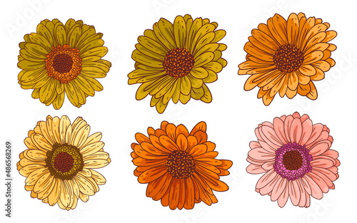 Tops of gerbera flowers, vector set. Bundle of isolated floral design elements. Vector collection of beautiful multicolor daisies with outline. Colored hand drawn illustrations on white background