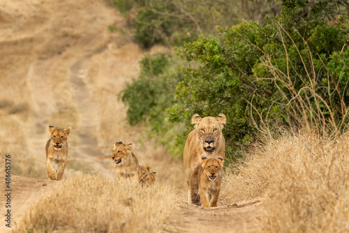 Lioness & cubs (Panthera leo) at Londolozi; South Africa