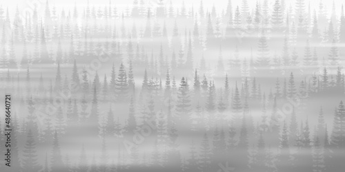 Coniferous forest in the morning fog, black and white landscape 