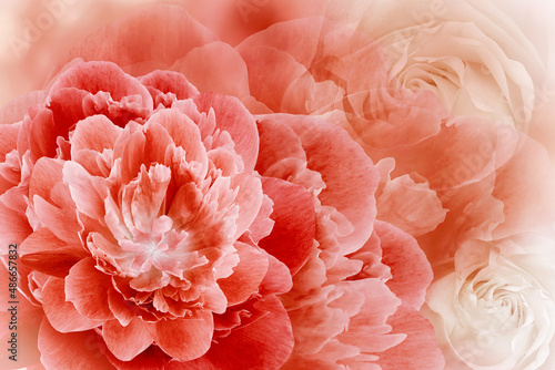 Floral spring red background. Flowers and petals of rose and peony. Close-up. Nature.