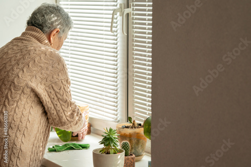 an elderly woman wipes dust on the windowsill by moving pots of flowers