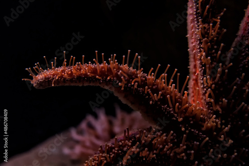 Detail of a red starfish