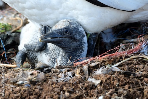 Ein recht junger Basstölpel (Morus bassanus) unter dem Altvogel.