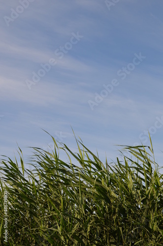 Czubki traw wodnych pod błękitem nieba