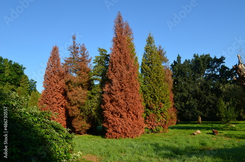 Uschnięte drzewa żywotnika, tuji, Thuja 