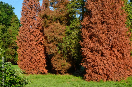 Uschnięte drzewa żywotnika, tuji, Thuja 