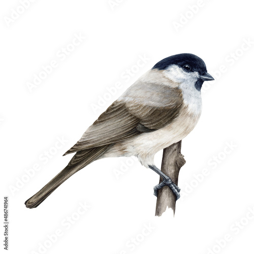 Marsh tit bird. Watercolor illustration. Hand drawn realistic poecile palustris on white background. Small cute chickadee on a tree branch. Marsh tit forest bird perched on a branch illustration