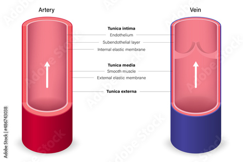 Blood vessels with artery and vein anatomy. Medical education.