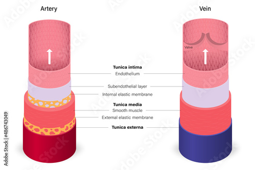 Blood vessels with artery and vein anatomy. Medical education.