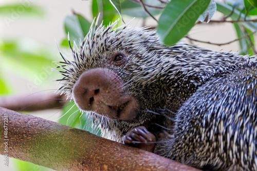 close up shot of a cute Brazilian porcupine (Coendou prehensilis)