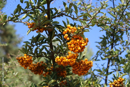 Rokitnik owoce jesień Sanddorn, Sanddornfrucht, sea buckthorn, sea buckthorn fruit, espino amarillo, 