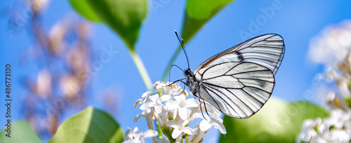 Beautiful black and white butterfly (Aporia crataegi) on white lilac flowers. Design idea for kitchen glass back wall.