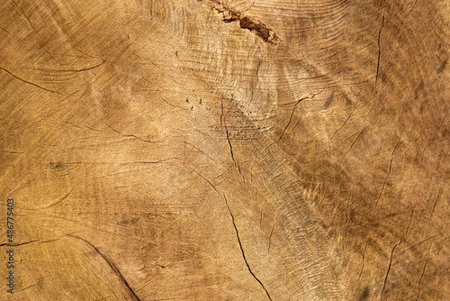 tło z naturalnego drewna ściętego pnia drzewa