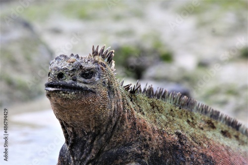 marine iguana