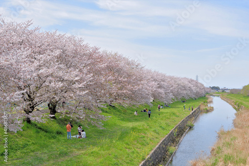 流川桜並木