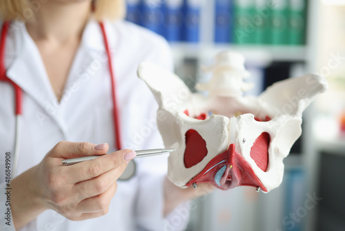 Doctor gynecologist showing layout of female pelvis with muscles closeup