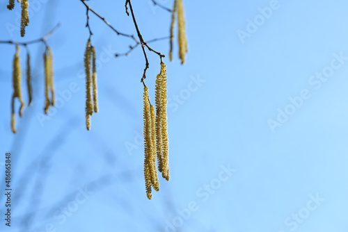 Hanging male catkins on a flowering common hazel shrub (Corylus avellana) against a blue sky in spring, the yellow pollen can cause allergy, copy space, selected focus