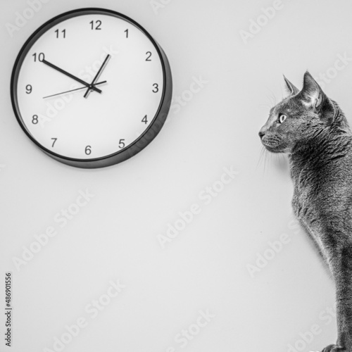 Kot patrzy na zegar. Kwadrat. Kot patrzący na zegar B&W.