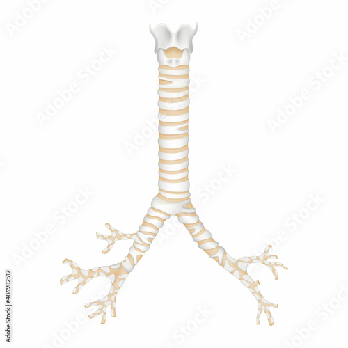 Isolated human trachea and bronchioles. Realistic 3d Vector illustration design