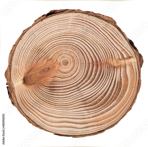 Cut, slice, section of larch tree wood isolated on a white background. Macro shot of a cut tree with annual rings. Stump, trunk of an old tree.