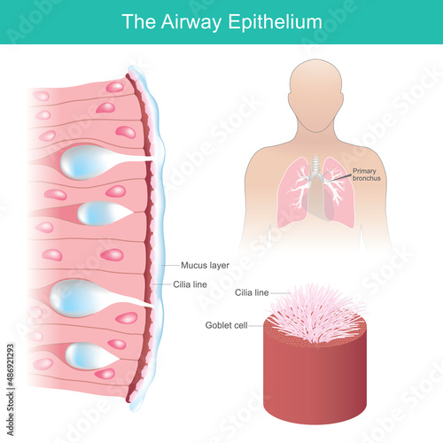 The Airway Epithelium. Human airway epithelial cells respond to environmental differential. 