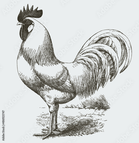 White Leghorn cock with long tail feathers in side view