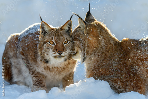 Two Lynx in the snow. Wild animal in the natural habitat