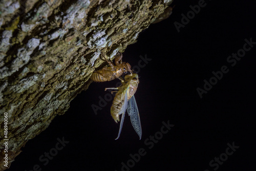 A cicada molting process. Cicada metamorphosis molt. The transformation into an adult insect. Beautiful scene insect molting cicada on tree in nature.