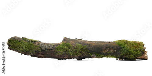 Green moss on rotten branch isolated on white, side view