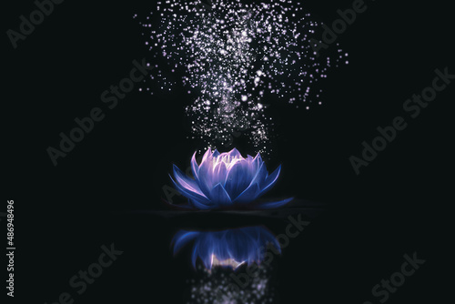 Blue lotus flower on dark background