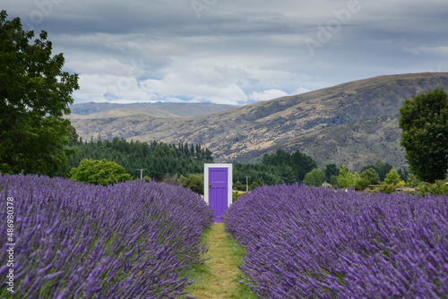 Purple door at blooming lavender fields, with mountains in the background, Wanaka, New Zealand