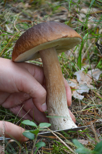 A man cuts a mushroom with a knife in the forest.