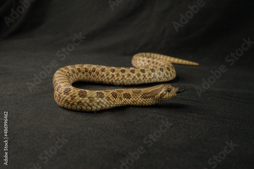orange snake stuck out tongue black background pet exotic animal poison