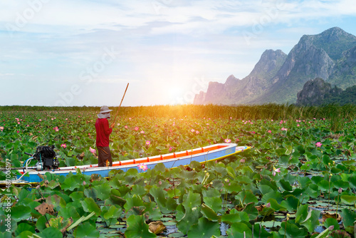 Waterman or bargeman on boat to take a trip at pink lotus flower or water lily is blooming and bud with lotus leaf on sunny day in pond with mountain background at Sam Roi Yot National Park,Thailand.